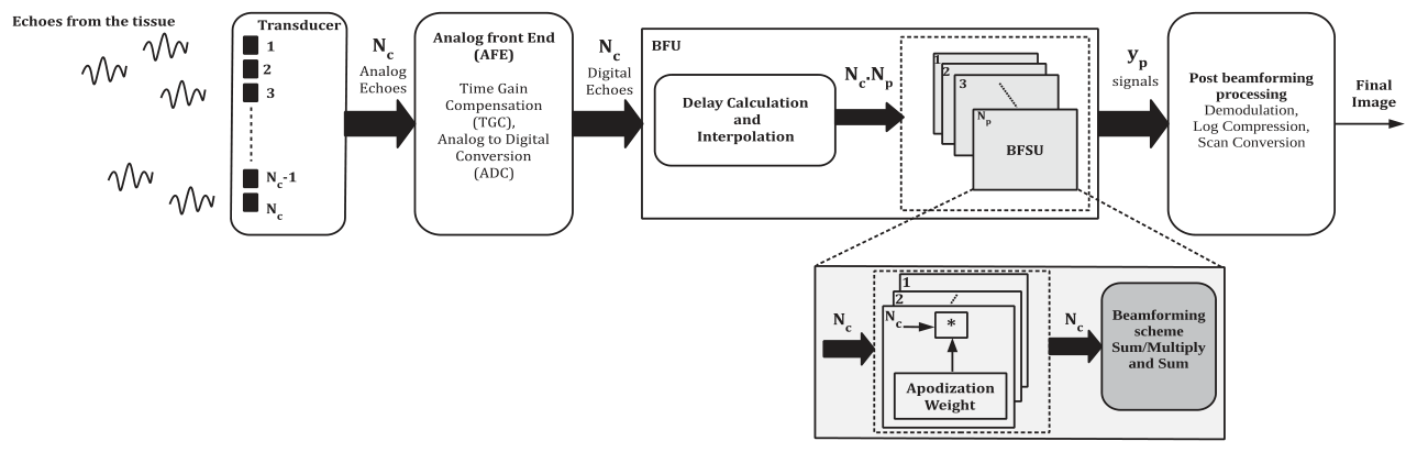 Block diagram of an ultrasound receive chain: echoes from tissue reach an array of transducer elements, pass through an analog front end performing time gain compensation and analog to digital conversion, then a beamforming unit performing delay calculation, interpolation and apodization weighting, and finally post-beamforming processing for demodulation, log compression and scan conversion.